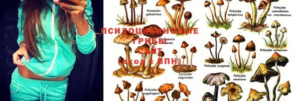 хмурый Алексеевка